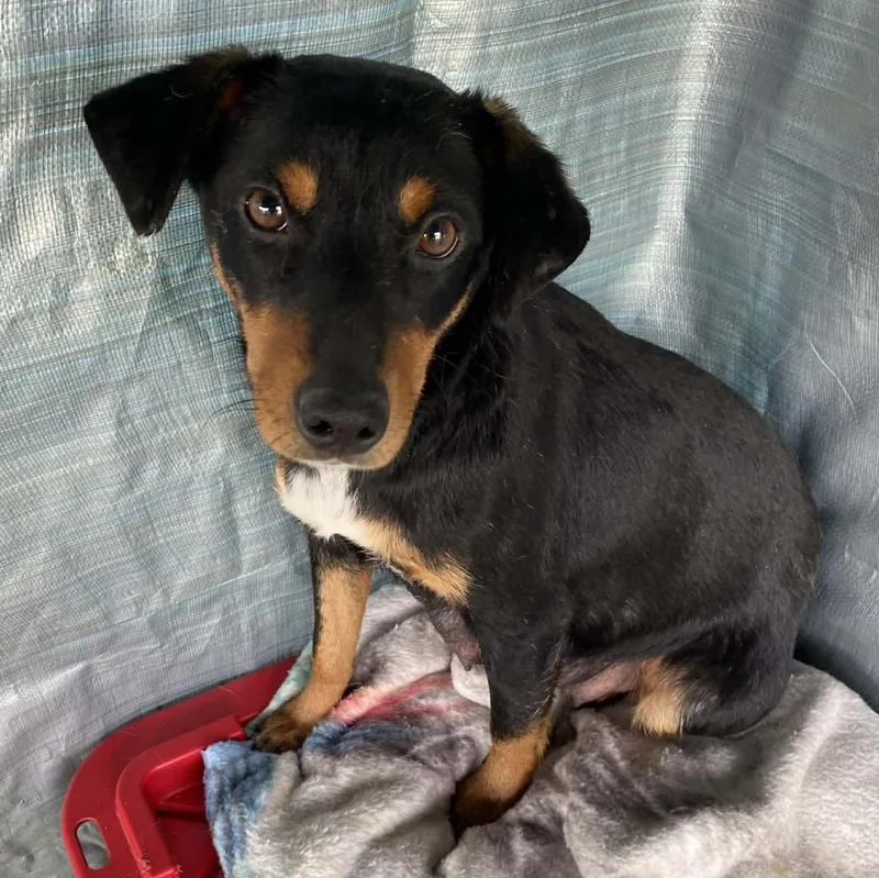 Daredevil thumbnail 5