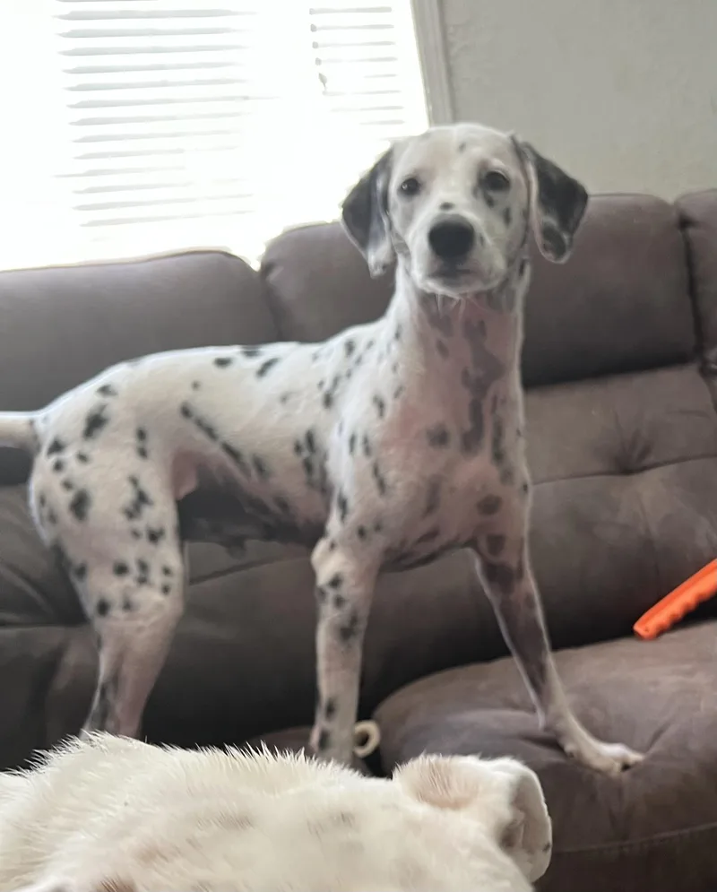 Luxxel Cajon  Ca thumbnail 2