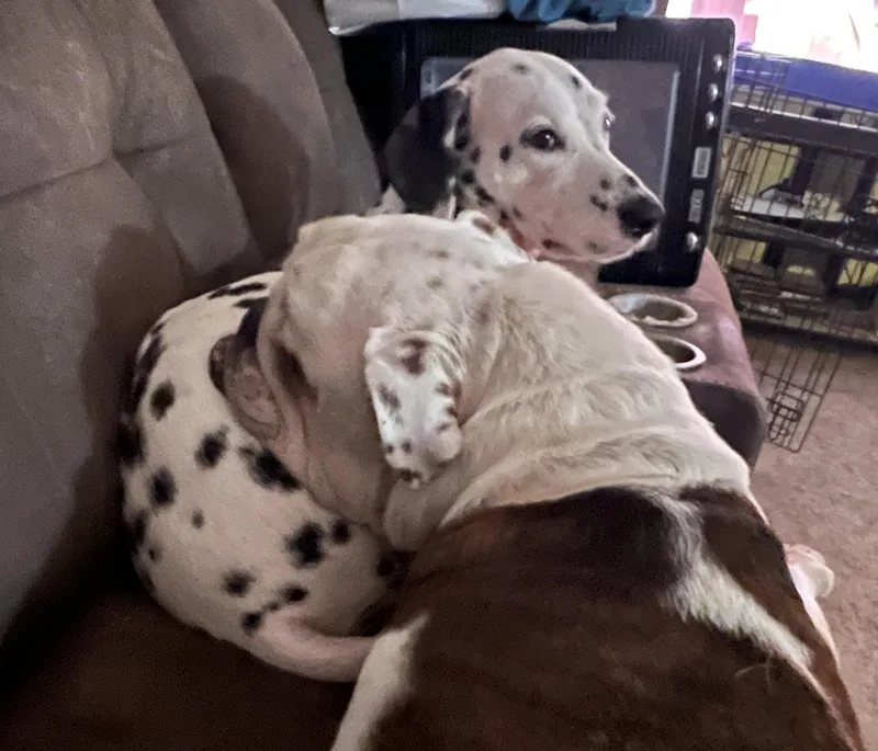 Luxxel Cajon  Ca thumbnail 3