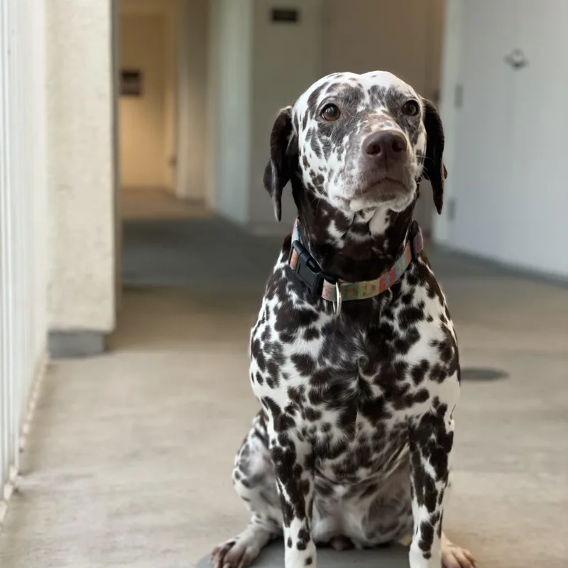 Penny Bonded To Pongolos