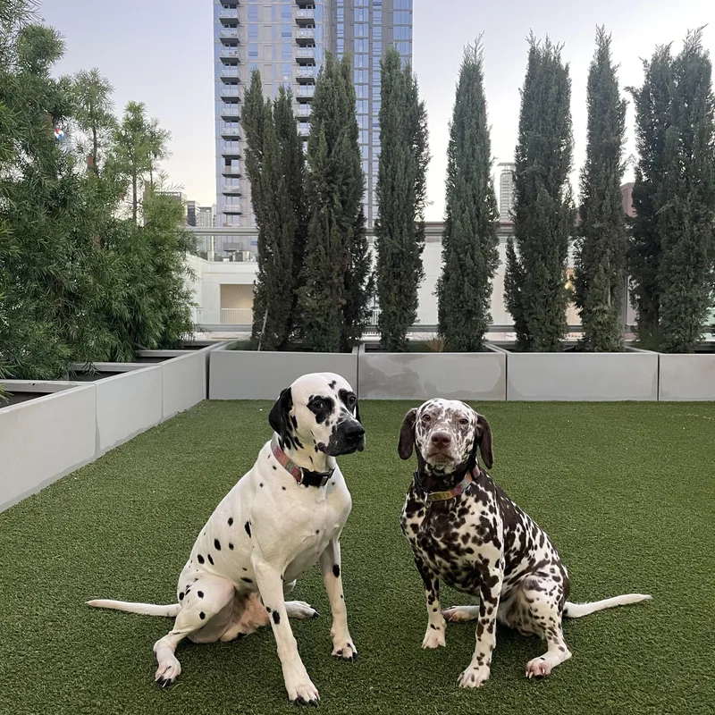 Penny Bonded To Pongolos thumbnail 4