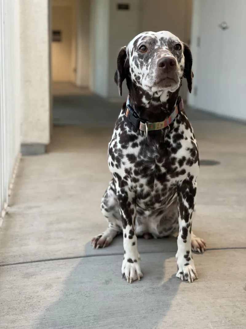 Pongo Bonded To Pennylos thumbnail 3