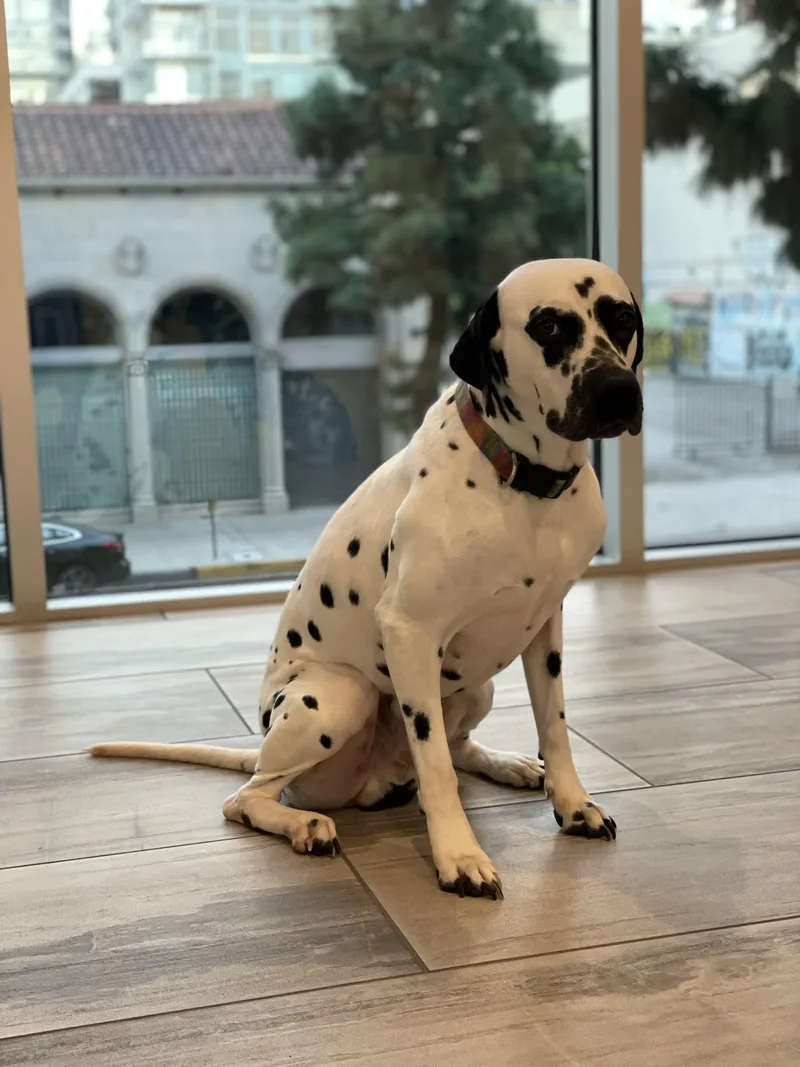 Pongo Bonded To Pennylos