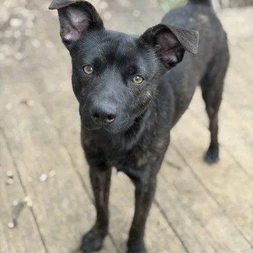 Theodore thumbnail 2