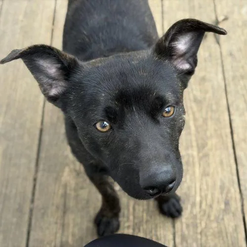 Theodore thumbnail 3