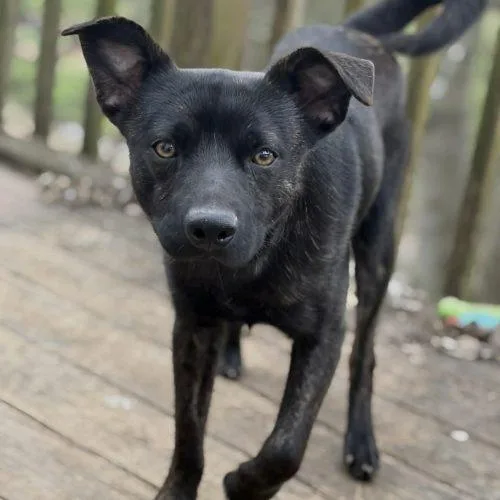 Theodore thumbnail 4