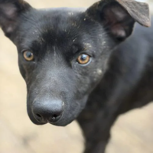 Theodore thumbnail 5