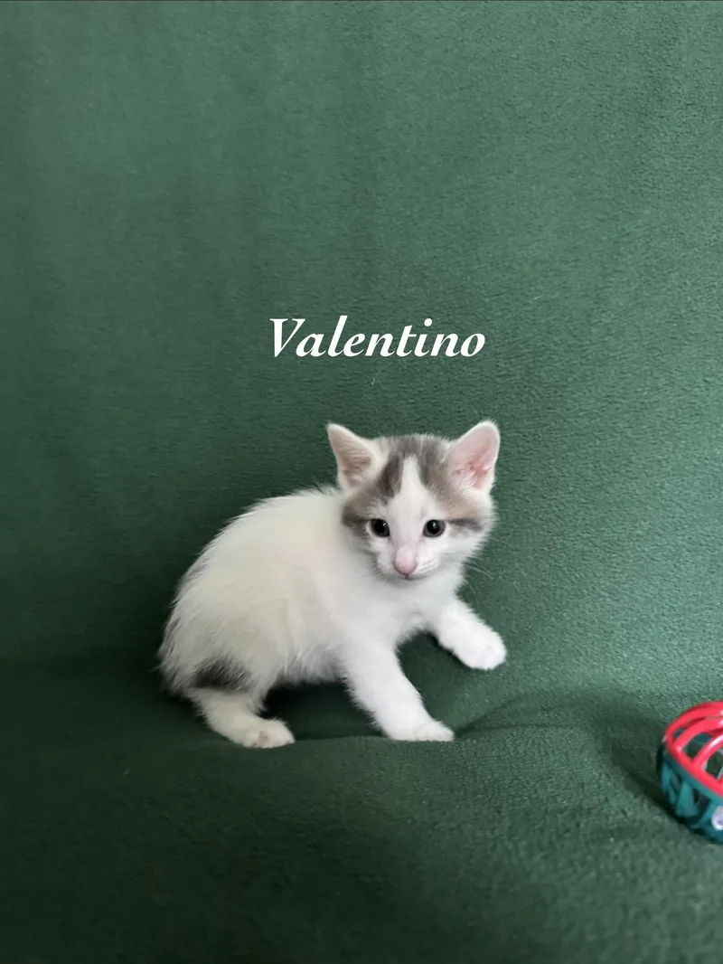Valentino