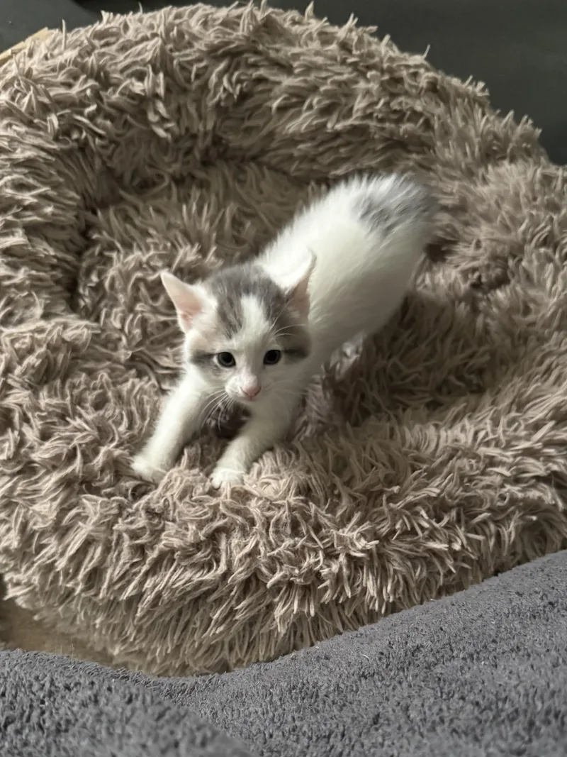 Valentino thumbnail 2