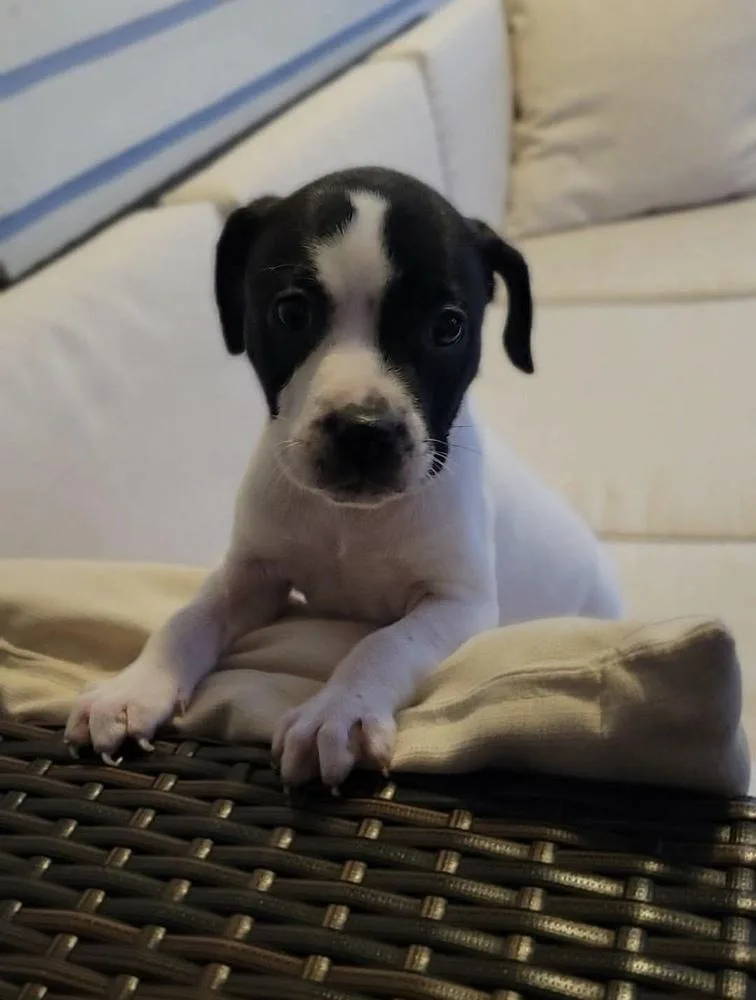 Bullseye thumbnail 4