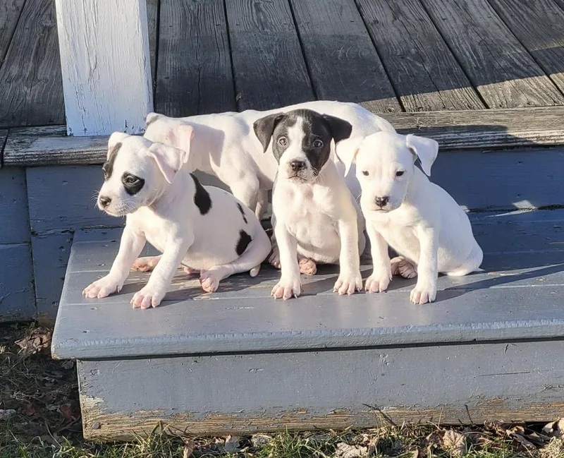 Bullseye thumbnail 5