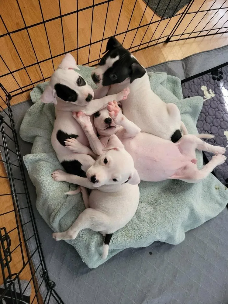 Bullseye thumbnail 6