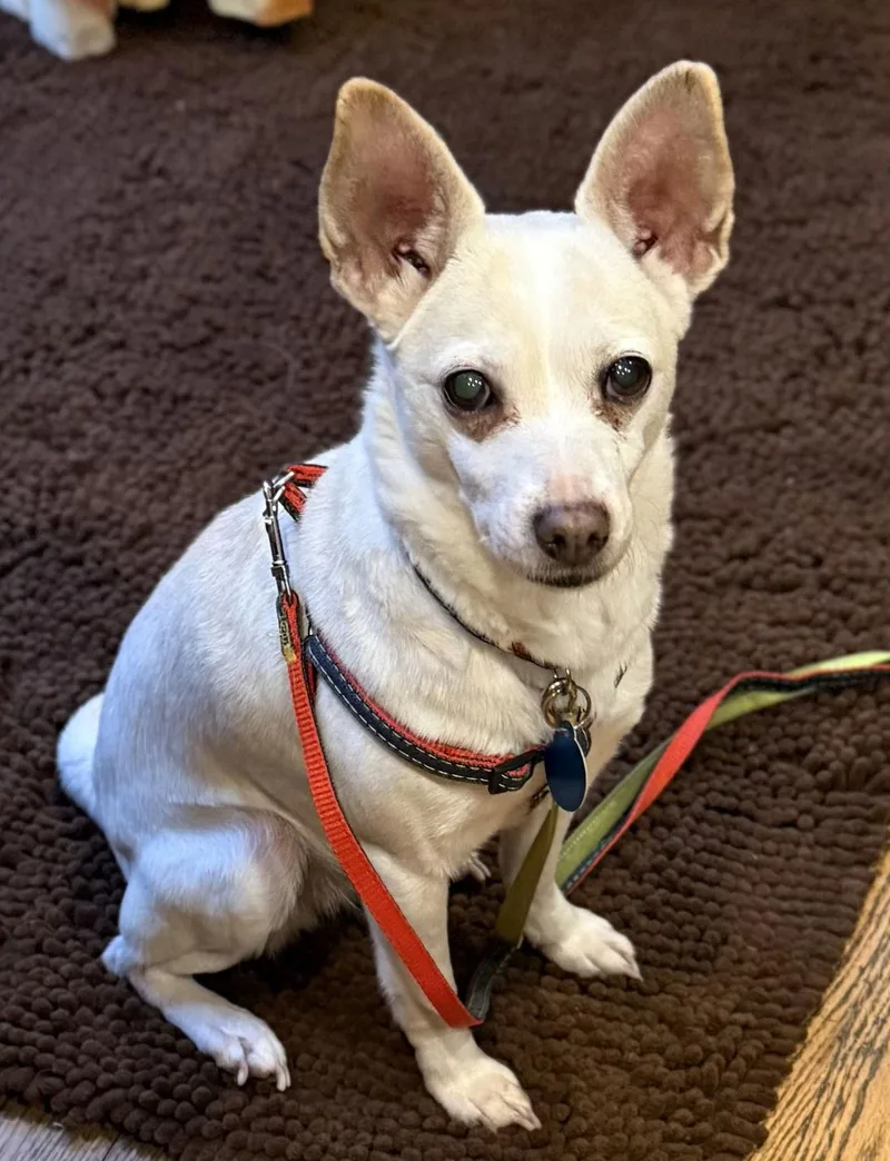 Snowball thumbnail 2