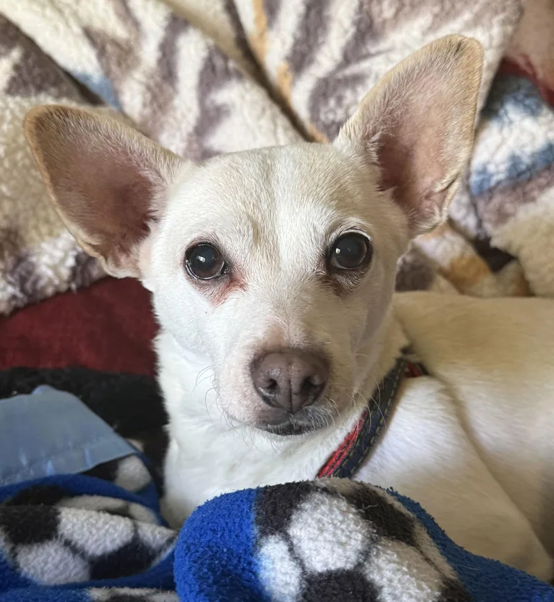 Snowball thumbnail 3