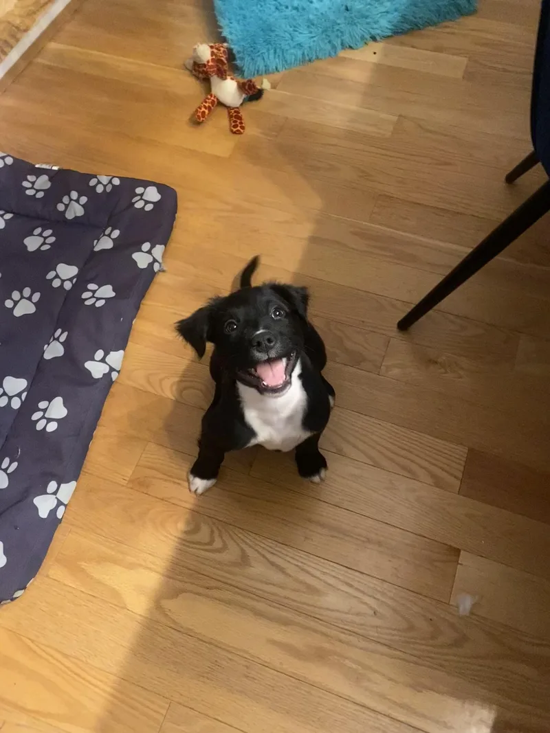 Dark Stalker thumbnail 2