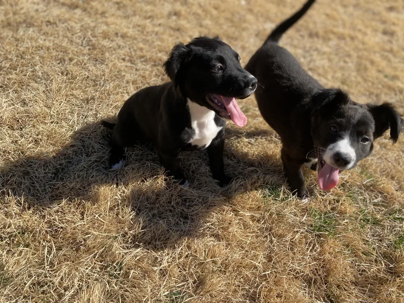 Dark Stalker thumbnail 3