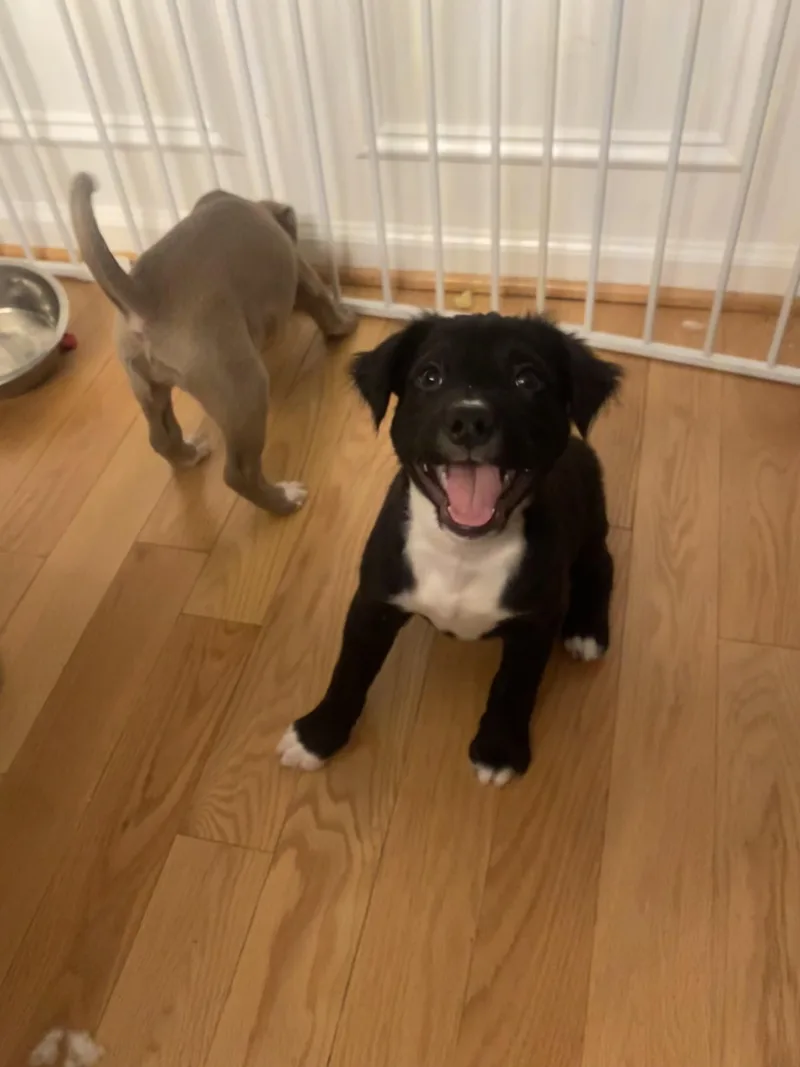 Dark Stalker thumbnail 4