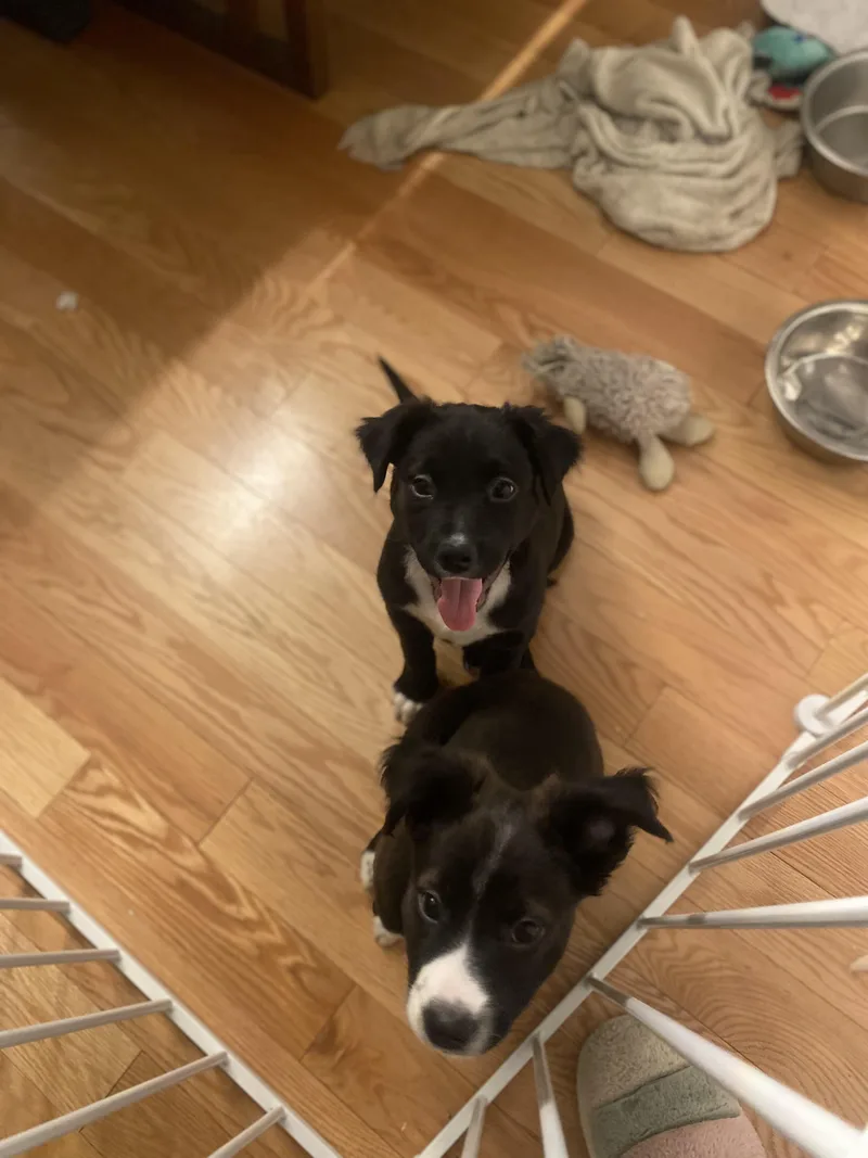 Dark Stalker thumbnail 5