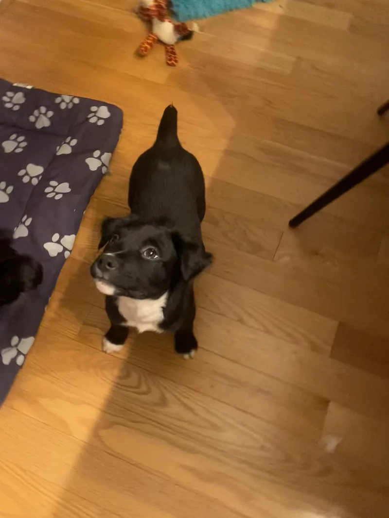 Dark Stalker thumbnail 6