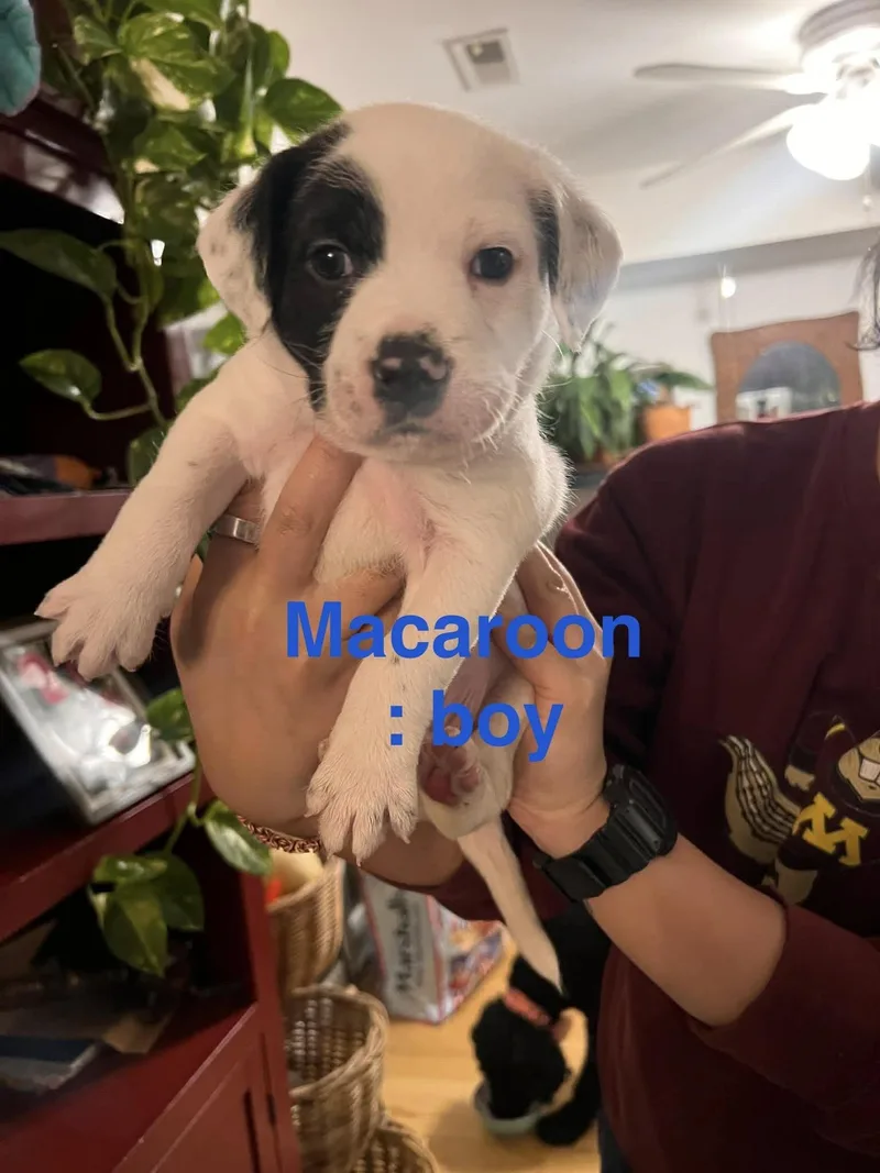 Macaroon thumbnail 2