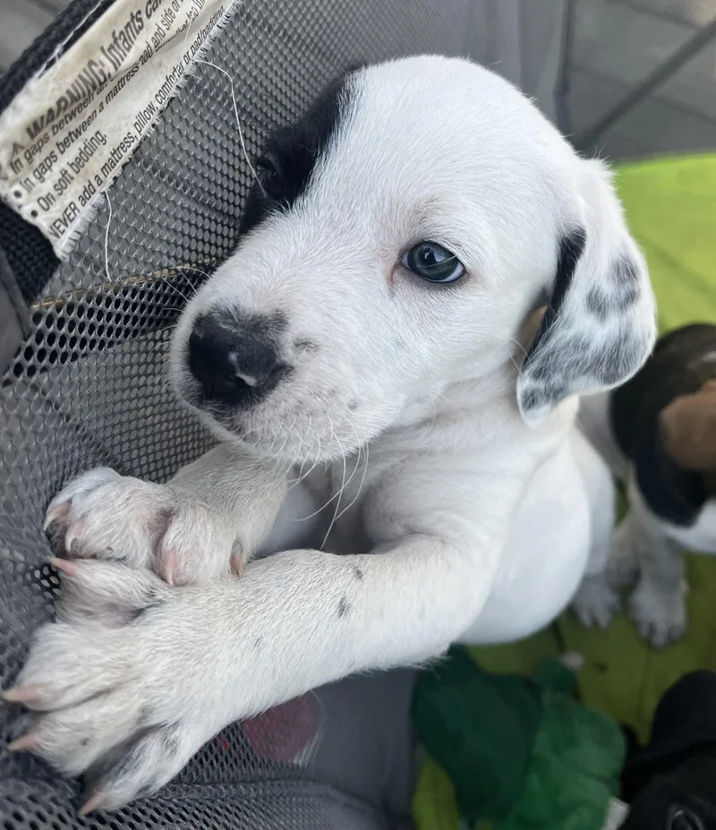 Macaroon thumbnail 3