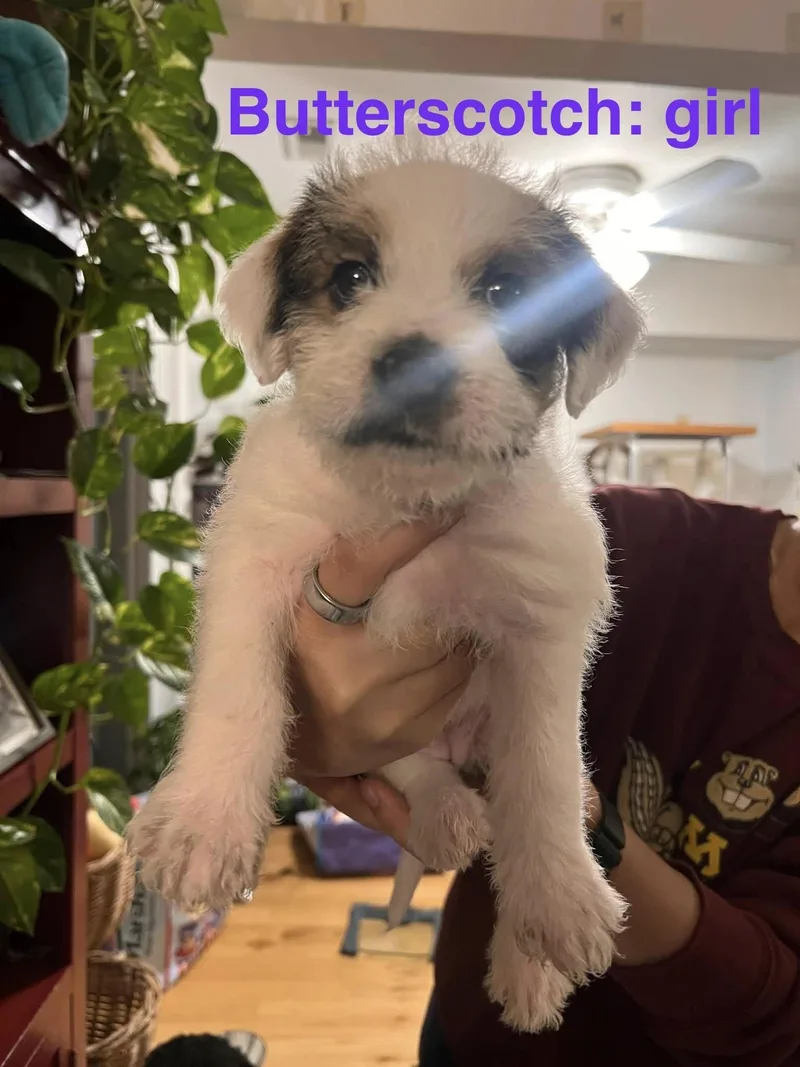 Butterscotch thumbnail 2