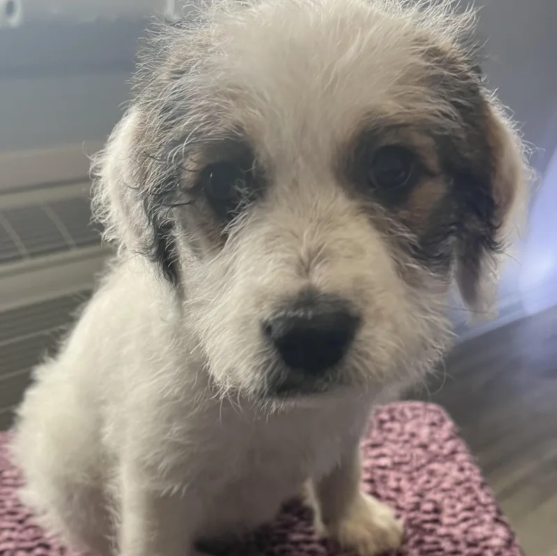 Butterscotch thumbnail 3