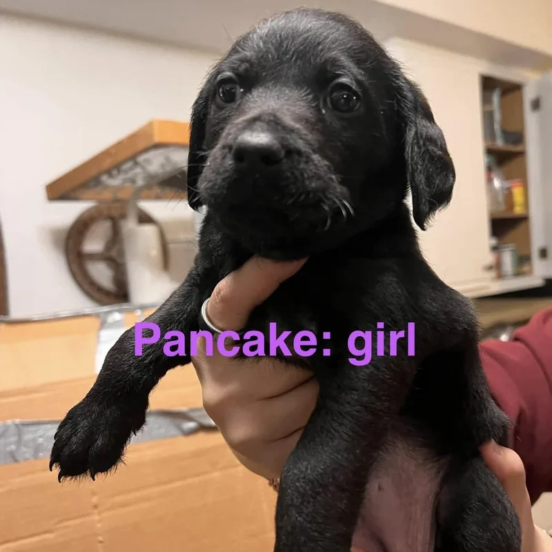 Pancake thumbnail 3