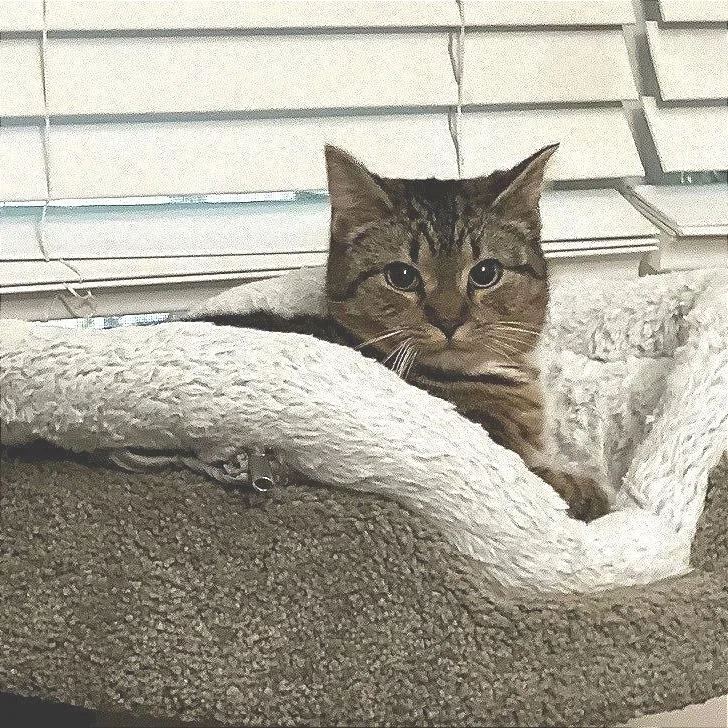 Purrvana thumbnail 2