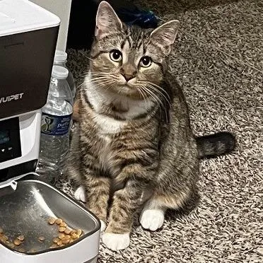 Purrvana thumbnail 3