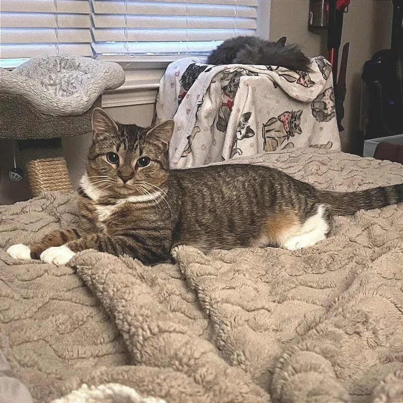 Purrvana thumbnail 4