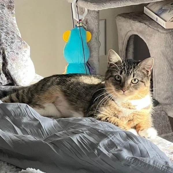 Purrvana thumbnail 5