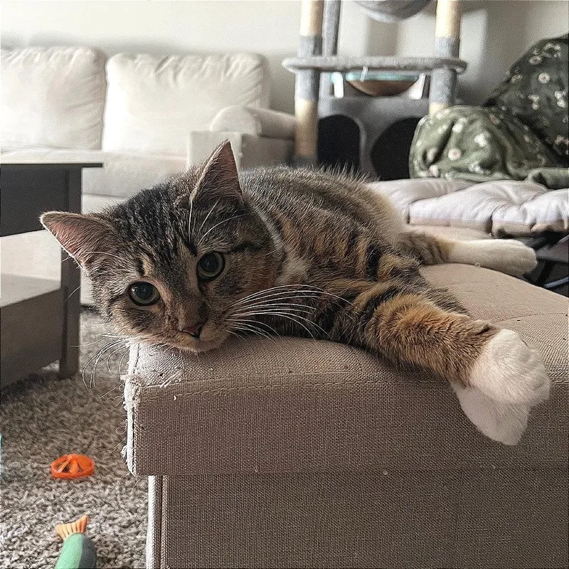 Purrvana thumbnail 6