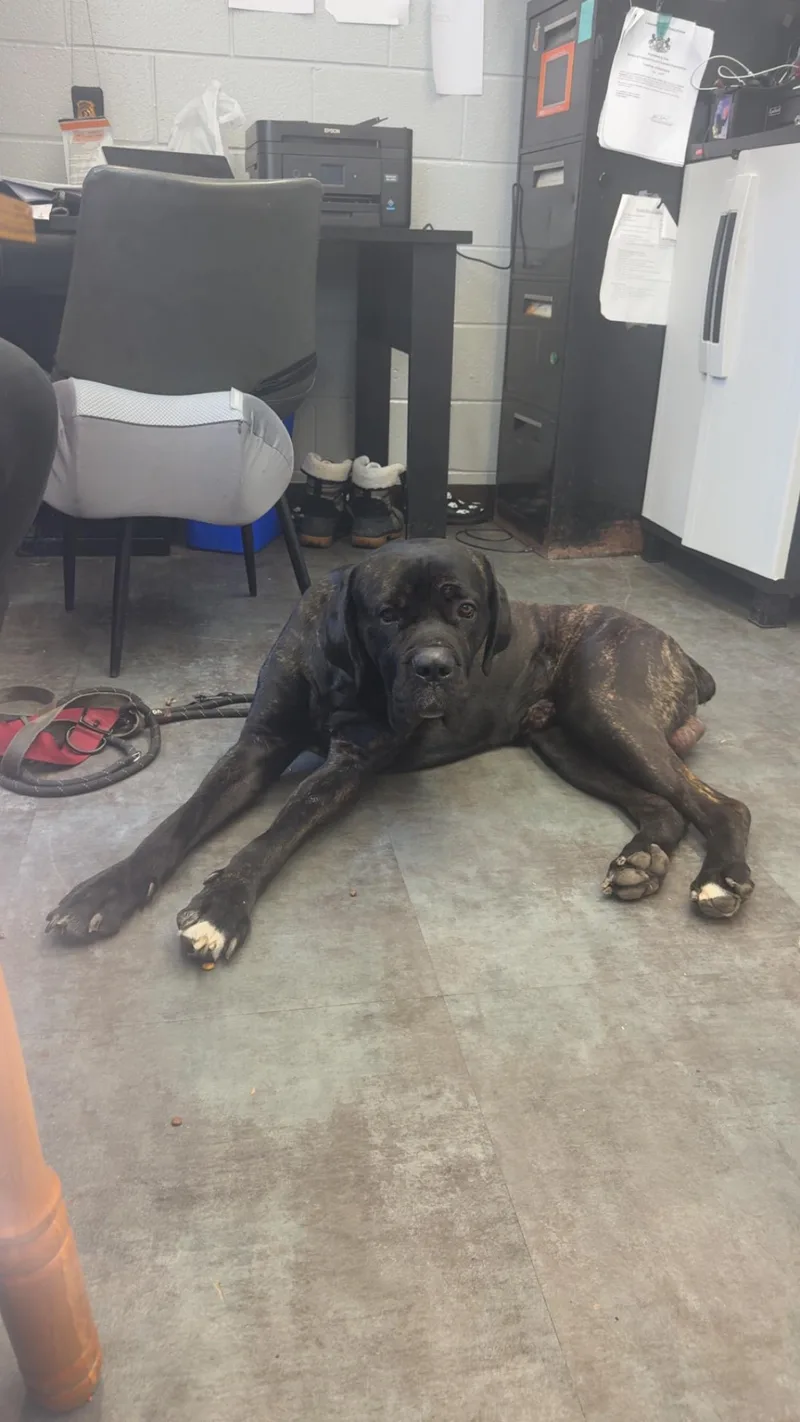 An adult large-sized male Mastiff dog named Bane for adoption in Hermitage, PA