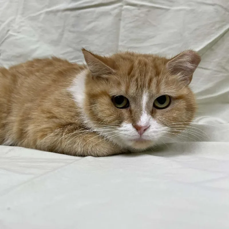 An adult medium-sized female Orange / Red Domestic Short Hair cat named Beacon for adoption in Lyndhurst, VA