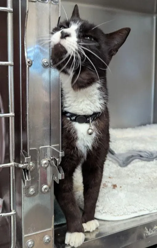 An adult medium-sized male Tuxedo cat named Blackjack for adoption in Ocala, FL