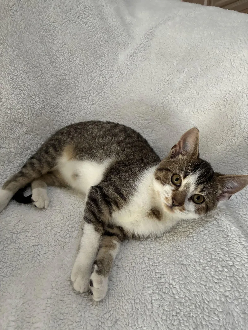 Snickerdoodle thumbnail 2