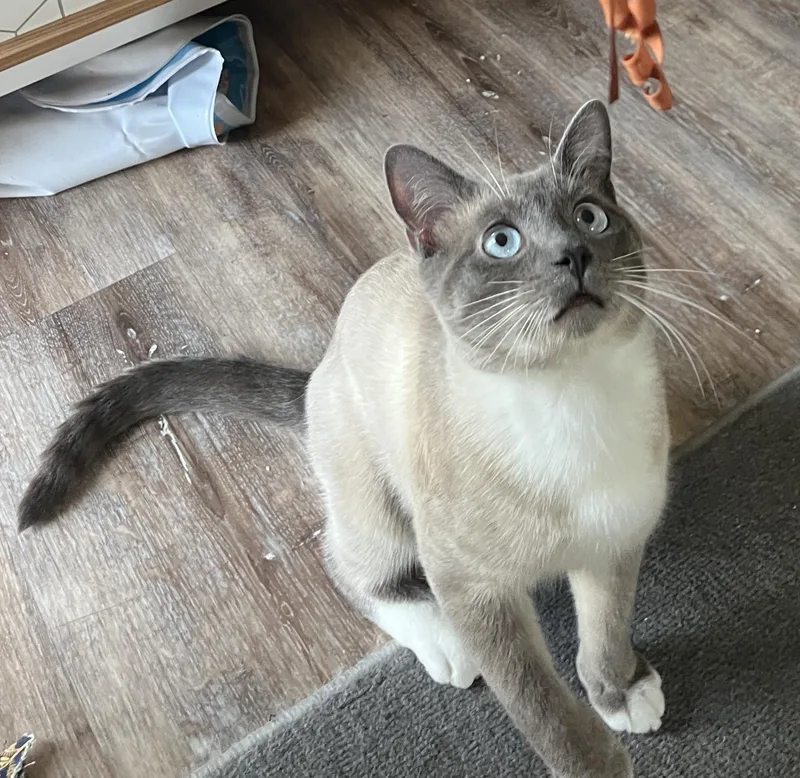 Denali Dan thumbnail 2