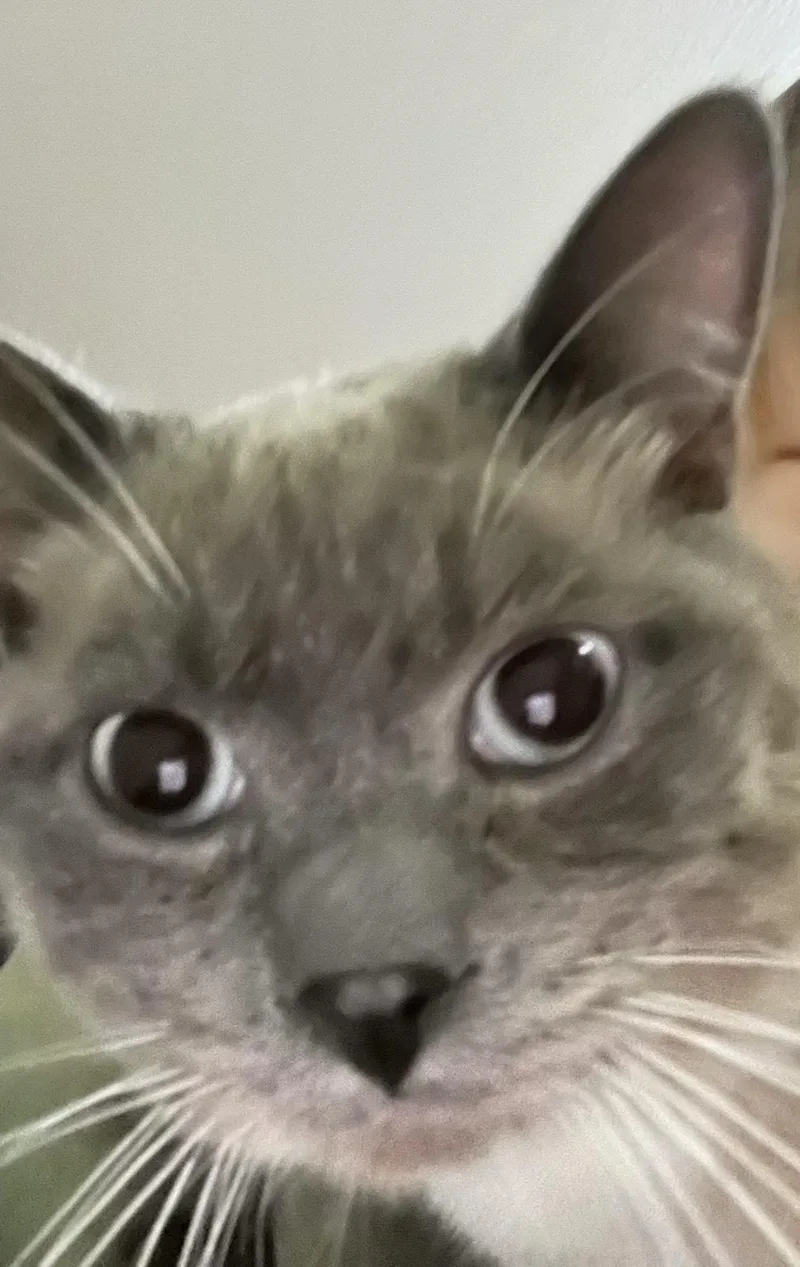 Denali Dan thumbnail 3