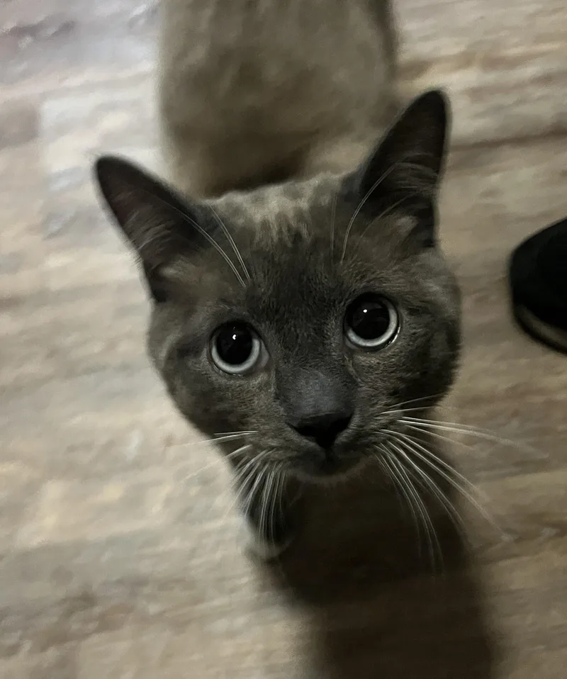 Denali Dan thumbnail 4