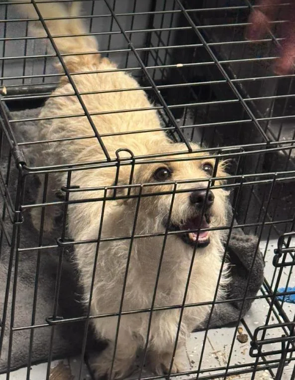 Nugget In Tx thumbnail 2