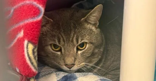 Mongoose Witherspoon