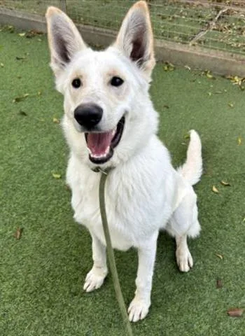 Ghost Ev thumbnail 3