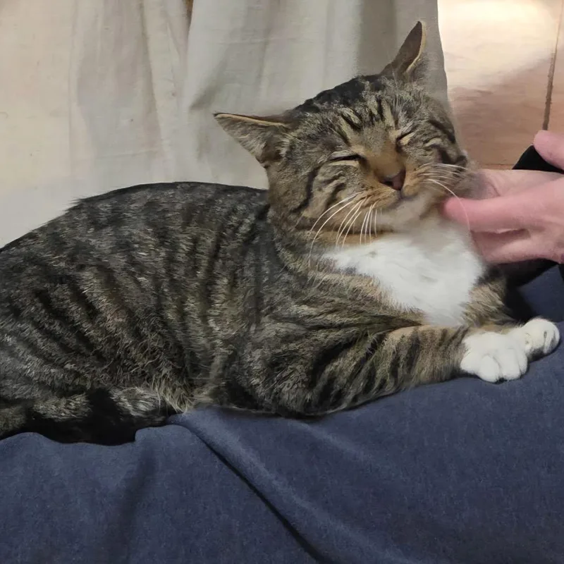 Mr. Socks thumbnail 2