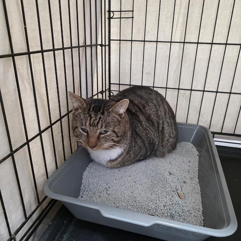 Mr. Socks thumbnail 3