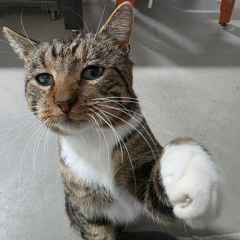 Mr. Socks thumbnail 4