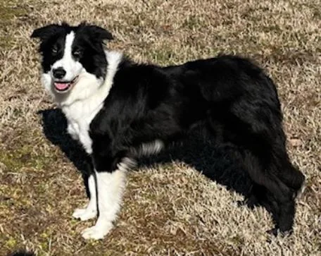 Bo