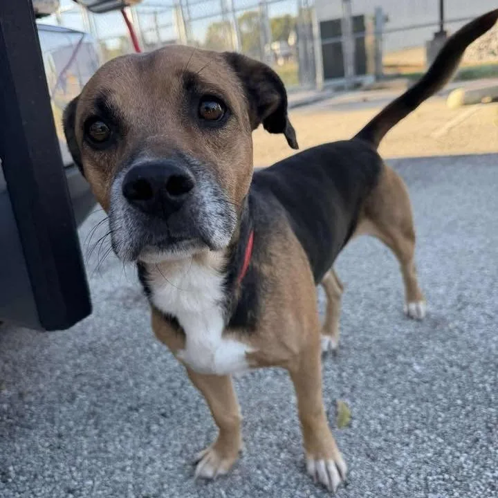 Bilbo Baggins thumbnail 3