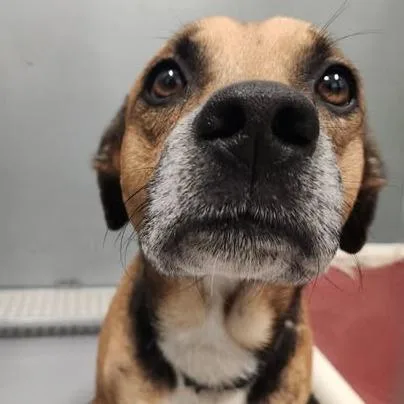 Bilbo Baggins thumbnail 4