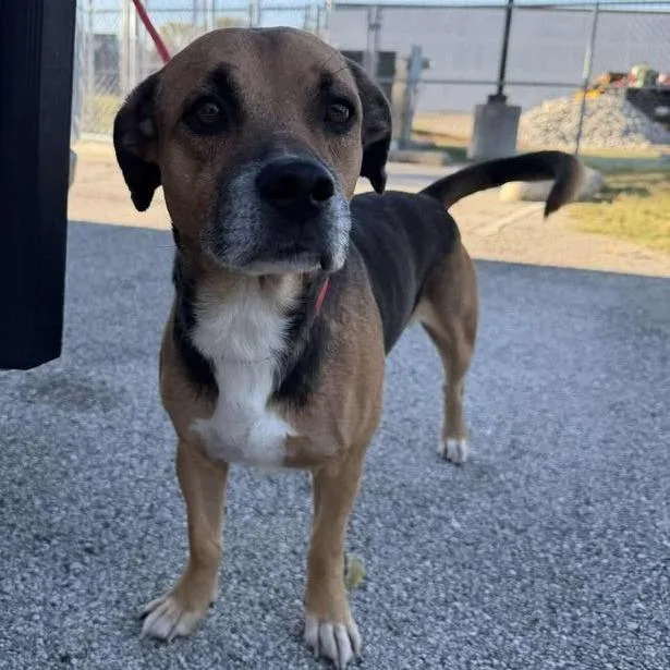 Bilbo Baggins thumbnail 5